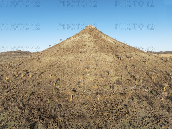 Quiver Tree (Aloidendron dichotomum). At the slope of a conical rock, a so-called Prince Albert