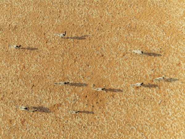 Gemsbok (Oryx gazella). Roaming an arid plain at the edge of the Namib Desert. Aerial view. Drone