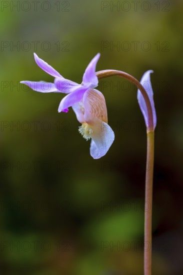 Calypso orchid, fairy slipper, Venus's slipper (Calypso bulbosa, Cypripedium bulbosum) in flower in