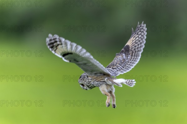 Long-eared owl (Asio otus) in flight over grassland at forest edge, hunting for rodents like mice