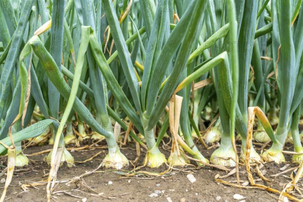 Agriculture, field with onions, shortly in front of harvest, near Nettetal, on the Lower Rhine,
