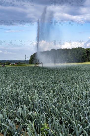 Agriculture, artificial irrigation of a field, sprinkler system, leek, leek, east of Nettetal, on