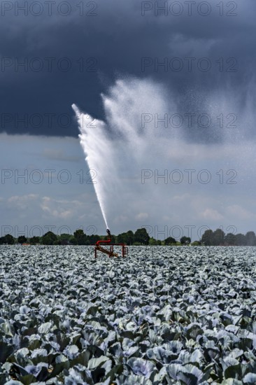 Agriculture, artificial irrigation of a field, irrigation system, cabbage cultivation, red cabbage,