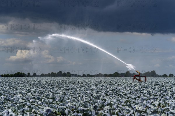 Agriculture, artificial irrigation of a field, irrigation system, cabbage cultivation, red cabbage,