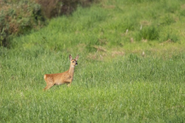 Fawn (Capreolus capreolus) at the edge of a field, Mecklenburg-Western Pomerania, Müritz region,