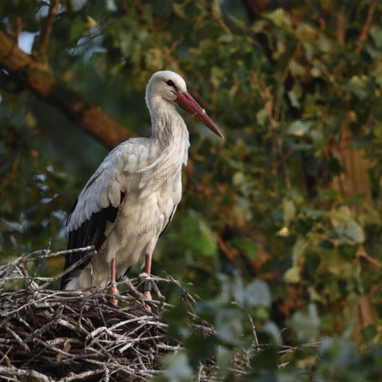 High up in the poplars... White stork (Ciconia ciconia) on its nest in a tree, young adult bird