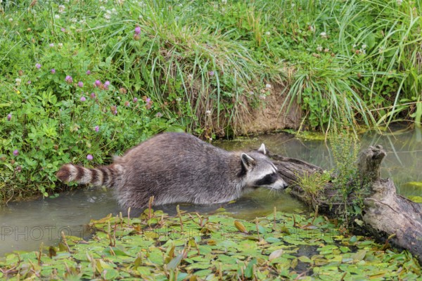 An adult raccoon (Procyon lotor) searches for food in the shallow water of a stream surrounded by