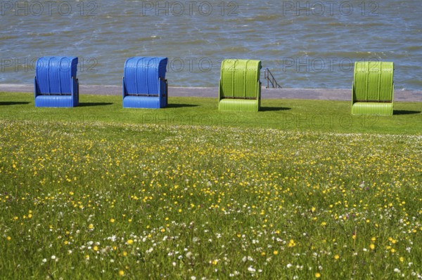 Beach chairs on a blooming meadow on the North Sea coast, Grünstrand, Pellworm Island, North Sea,