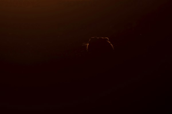 European brown hare (Lepus europaeus) adult animal rim lit from backlighting in a farmland field at