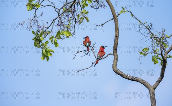 Scarlet Bee-eater (Merops nubicoides), two bee-eaters sitting in a tree against a blue sky,