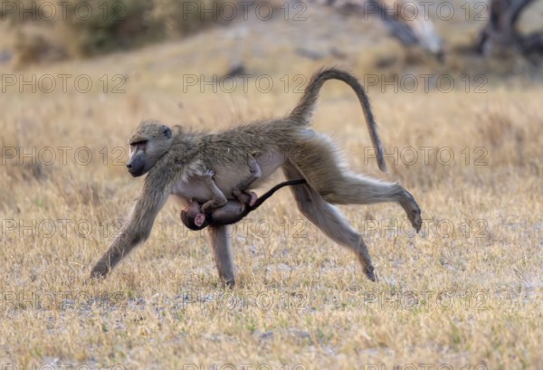 Bear baboon (Papio ursinus) young clinging to the mother's belly, running, Third Bridge, Okavango