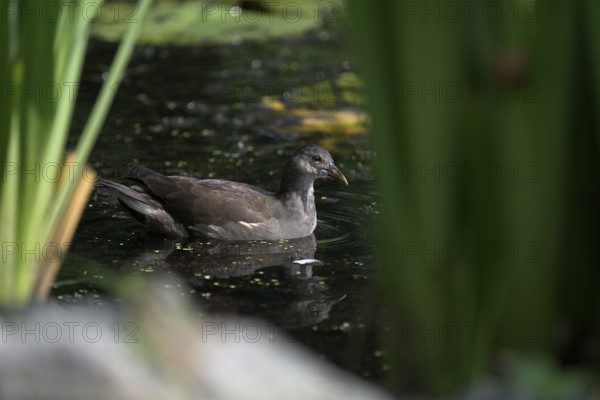 Green-footed moorhen (Gallinula chloropus), swimming among reeds, Lower Rhine, North