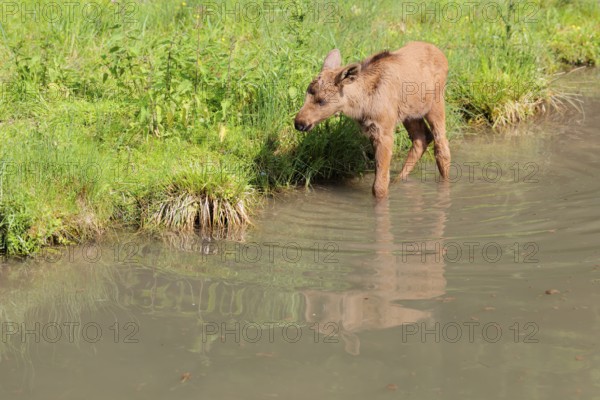 A moose calf (Alces alces) walks along the bank of a shallow stream on a sunny day in search of