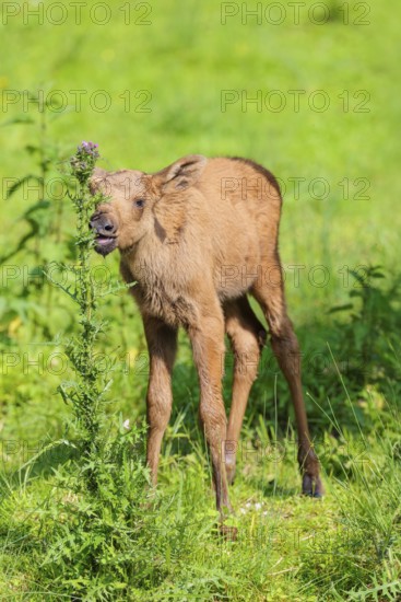 A moose calf (Alces alces) stands on the bank of a shallow stream on a sunny day and eats from a