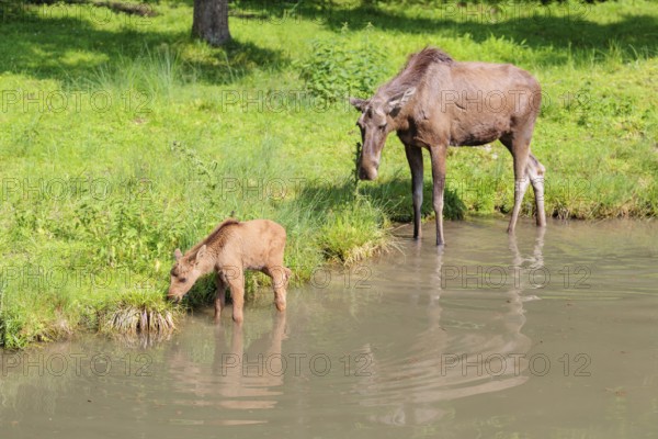 A moose calf and its mother (Alces alces) walk along the bank of a shallow stream on a sunny day in