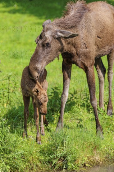 A moose calf and its mother (Alces alces) are standing on the bank of a shallow stream on a sunny