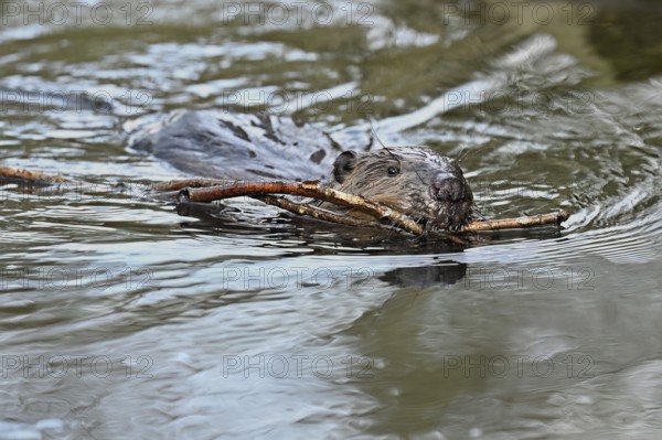 Eurasian beaver, European beaver (Castor fibre), swimming in a stream with a branch in its mouth,