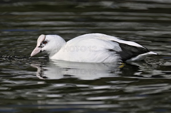 Eurasian Coot (Fulica atra), leucistic, partly albino, swimming, Lake Zug, Switzerland