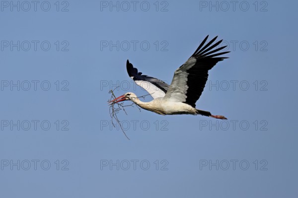 White stork (Ciconia ciconia), with nesting material in its beak in flight, Canton Aargau,