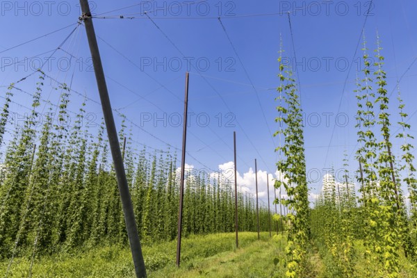 Hop garden of the Hochdorfer Kronenbrauerei brewery. Hop growing in the Heckengäu in the northern