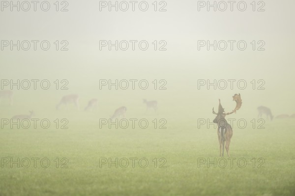 European fallow deer (dama dama) buck with its pack during the mating season on a meadow on a foggy