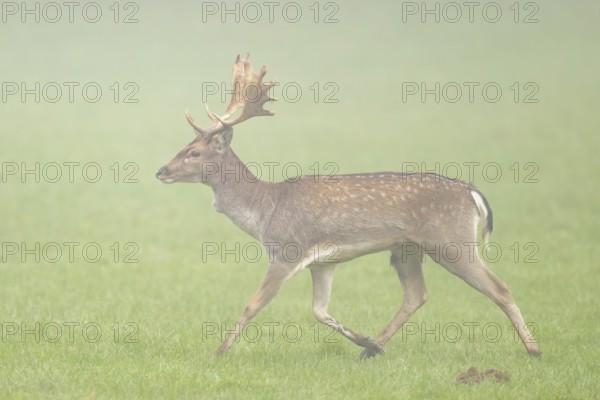 European fallow deer (dama dama) buck with its pack during the mating season on a meadow on a foggy