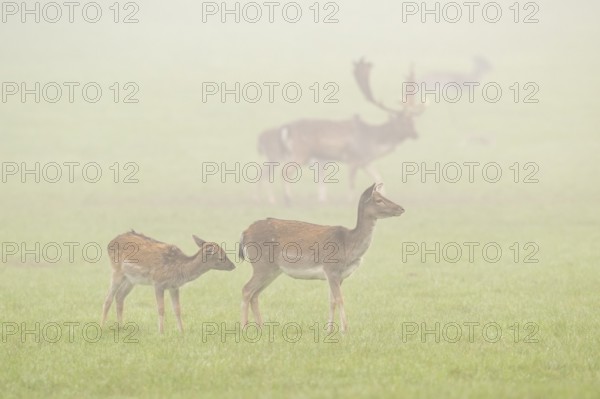 European fallow deer (dama dama) doe standing on a meadow on a foggy day in autumn, Bavaria,