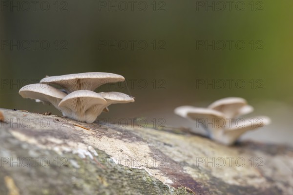 Oyster mushroom (Pleurotus ostreatus) growing an a European beech (Fagus sylvatica) tree trunk in a