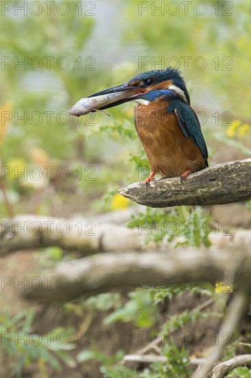 In the habitat... Kingfisher (Alcedo atthis), adult bird sitting with fish in its beak in natural