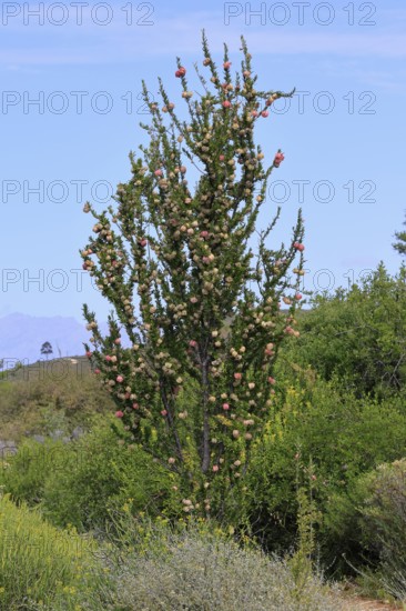 Chinese lantern tree (Nymania capensis), lantern flower, bush, flowering, flower, Karoo Desert