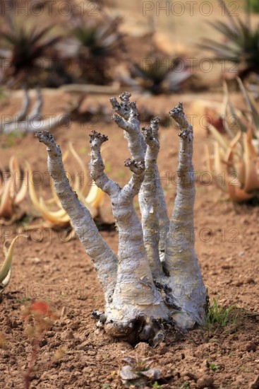 Cyphostemma juttae, plant, succulent, Karoo Desert Botanic Garden, Worcester, Western Cape, South
