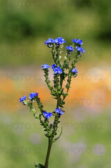 Anchusa capensis, Cape ox tongue, flower, flowering, Kirstenbosch Botanical Gardens, Cape Town,