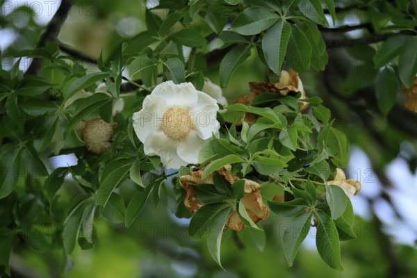 African baobab (Adansonia digitata), African baobab, flowers, flowering, foliage, Kruger, Kruger