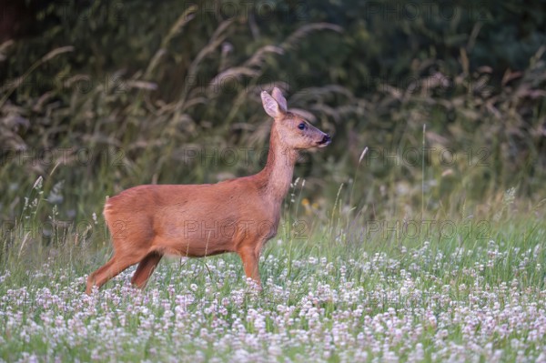 Roe deer (Capreolus capreolus), female, Vulkaneifel, Rhineland-Palatinate, Germany