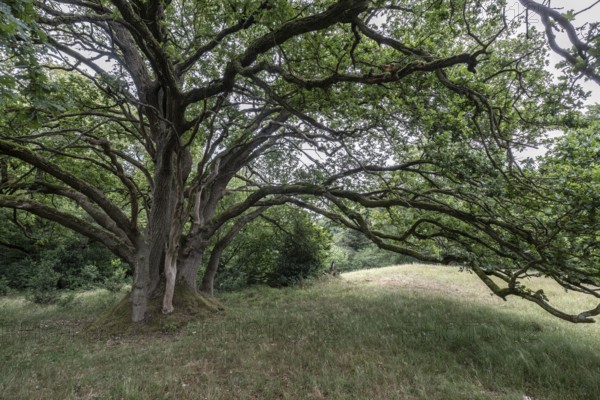 English oak (Quercus robur) in the Hutewald forest, Emsland, Lower Saxony, Germany