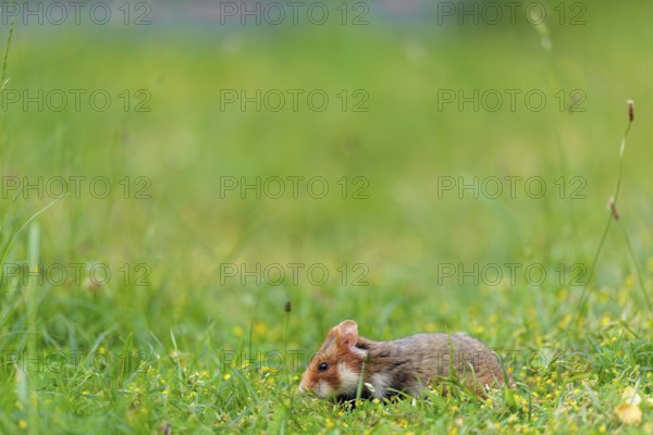 A European hamster (Cricetus cricetus) collects herbs, grass and daisies in a fresh green meadow