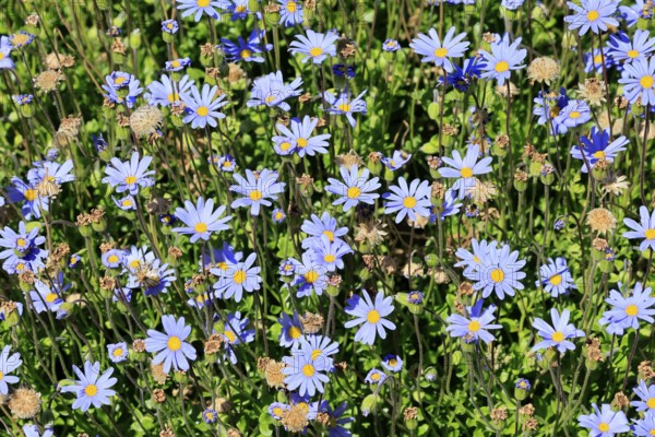 Felicia aethiopica, capaster, flower, flowering, Kirstenbosch Botanical Gardens, Cape Town, South
