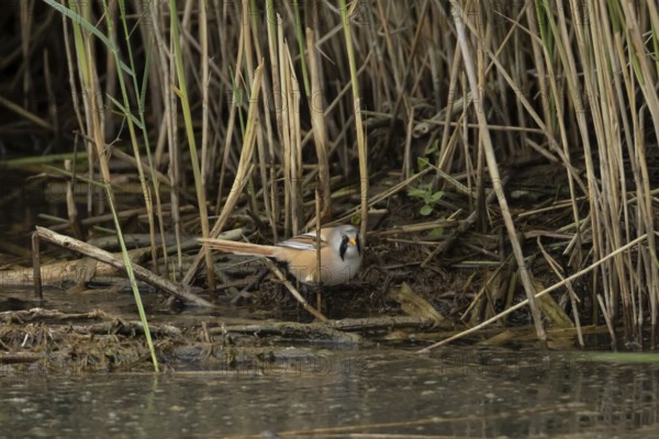 Bearded tit or reedling (Panurus biarmicus) adult male bird in a reedbed, England, United Kingdom