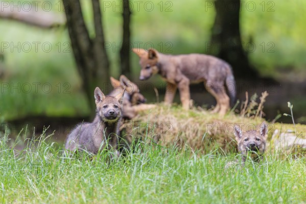 Four gray wolf pups (Canis lupus lupus) stand on, or next to a rock on a small hill at the edge of