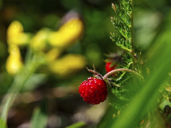 Wild strawberry (Fragaria vesca), Jenner, Berchtesgaden National Park, Schönau am Königssee,