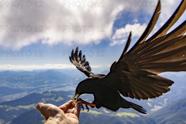 Alpine chough (Pyrrhocorax graculus) takes food from the hand of a mountaineer, Untersberg,