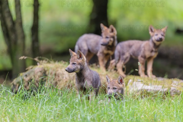 Four gray wolf pups (Canis lupus lupus) stand on, or next to a rock on a small hill at the edge of