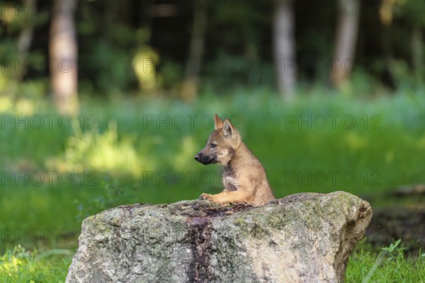 A gray wolf pup (Canis lupus lupus) stands on a small hill at the edge of the forest and observes