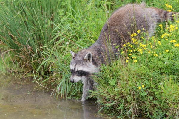An adult raccoon (Procyon lotor) searches for food in the shallow water of a stream surrounded by