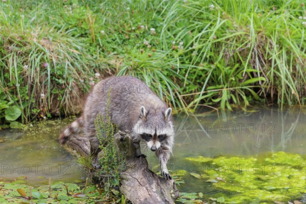 An adult raccoon (Procyon lotor) crosses the shallow water of a stream on a broken branch of a tree