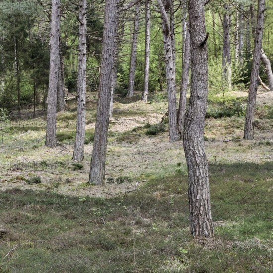 Dune pine forest... Wernerwald (Cuxhaven-Duhnen), black pines (Pinus nigra), typical forest form on