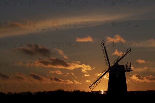 Windmill silhouette at sunset with a red sky and a skein or flock of Pink-footed geese (Anser