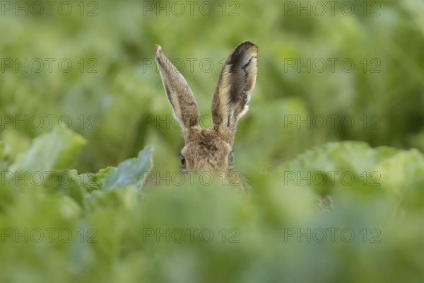 European brown hare (Lepus europaeus) adult animal in a farmland sugar beet crop, England, United