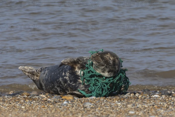 Grey seal (Halichoerus grypus) adult animal with netting wrapped around its body resting on a