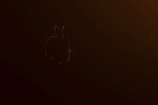 European brown hare (Lepus europaeus) adult animal rim lit from backlighting in a farmland field at
